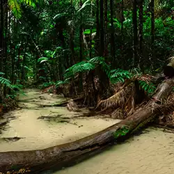 Springbrook-Nationalpark